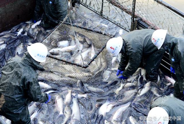 12月13日,河南省汝南县宿鸭湖,渔民们正在捕捞作业,一网网花白鲢被捕